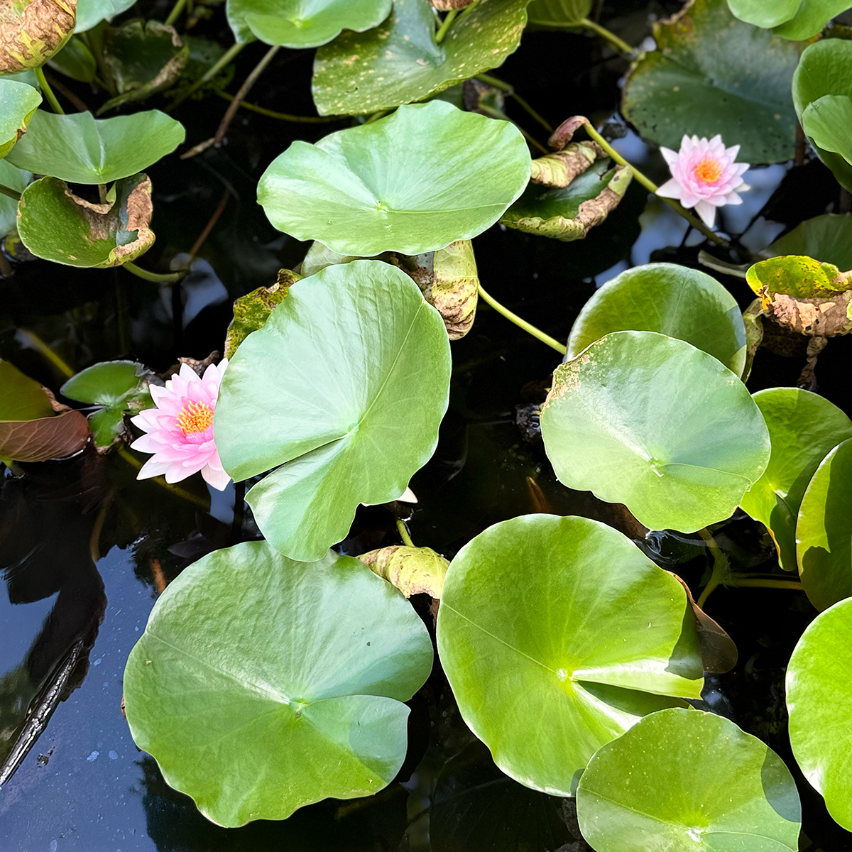 Koi Pond